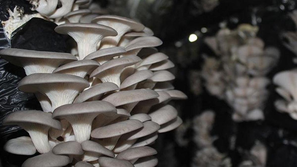 Muğla'nın Milas ilçesinde öğrenciler okulda istiri…