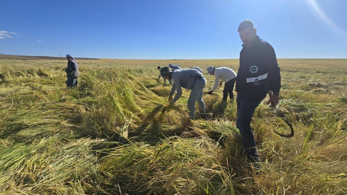 Diyarbakır'da volkanik arazide yetiştiriliyor! Zengin mineral oranıyla dikkat çekiyor