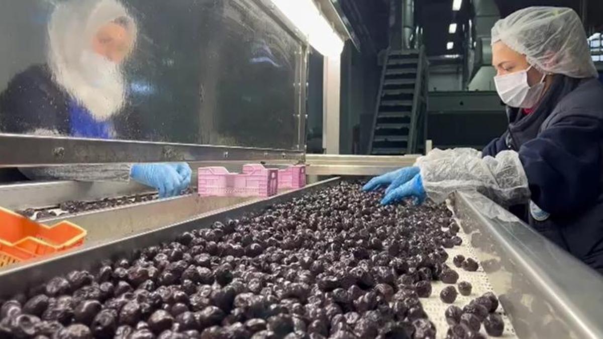 Türk zeytini dünyada rekor kırdı: 65 ülkede kapış kapış satılıyor