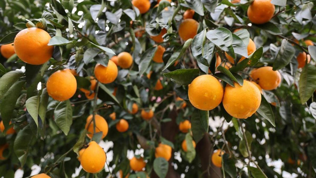 Adana'da yağmur 4 gündür aralıksız yağıyor! Çiftçi sevindi, fiyatlar düşecek