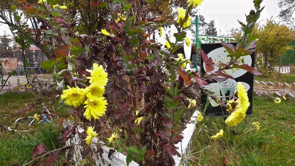 Yozgat’ta yalancı bahar! Aralık ayında güller ve d…