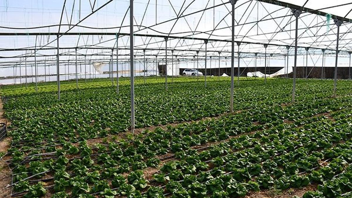 Antalya'da kriz yükseliyor: Tarlada 2 lira, pazard…