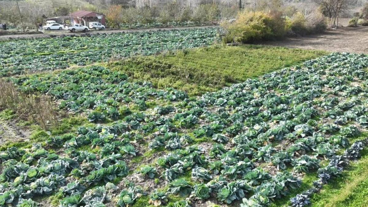Osmaniye beklediğini Aralık ayında aldı: 70 dönümd…