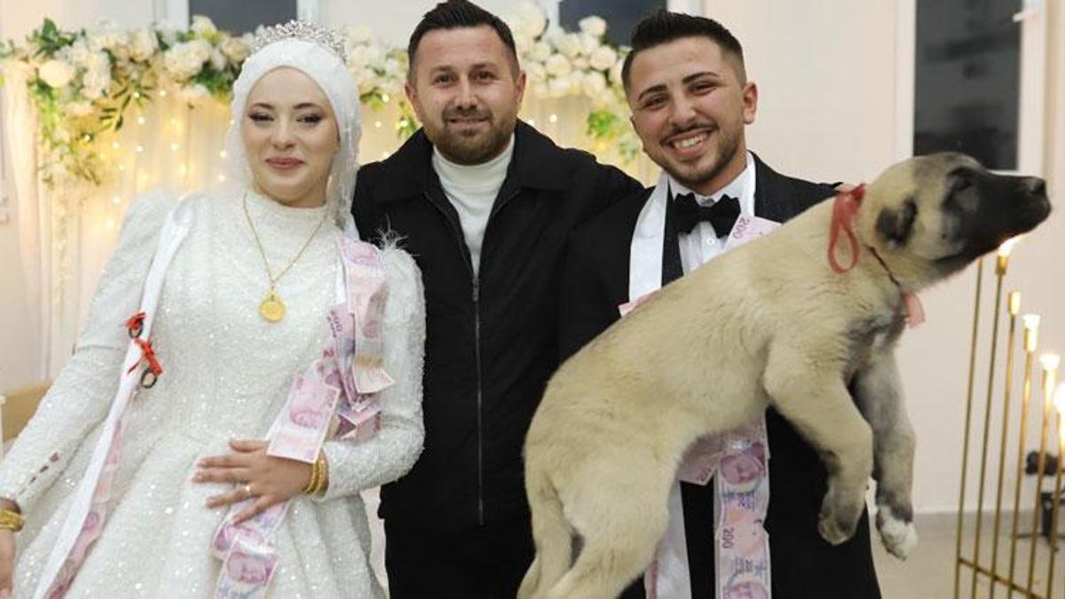 Düğünde gelin ve damada takı yerine çoban köpeği verildi