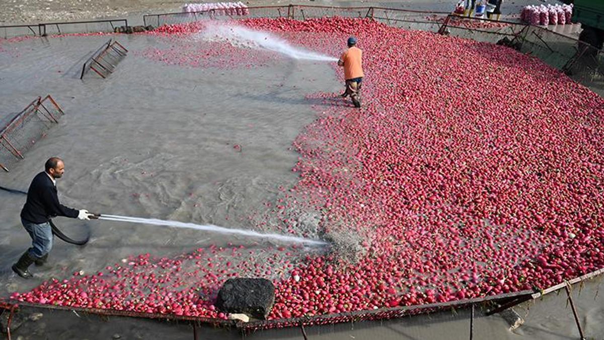 Osmaniye’nin Coğrafi İşaretli üründe hasat zamanı! Çiftçiler dondurucu soğukta Savrun Çayı'na girdi