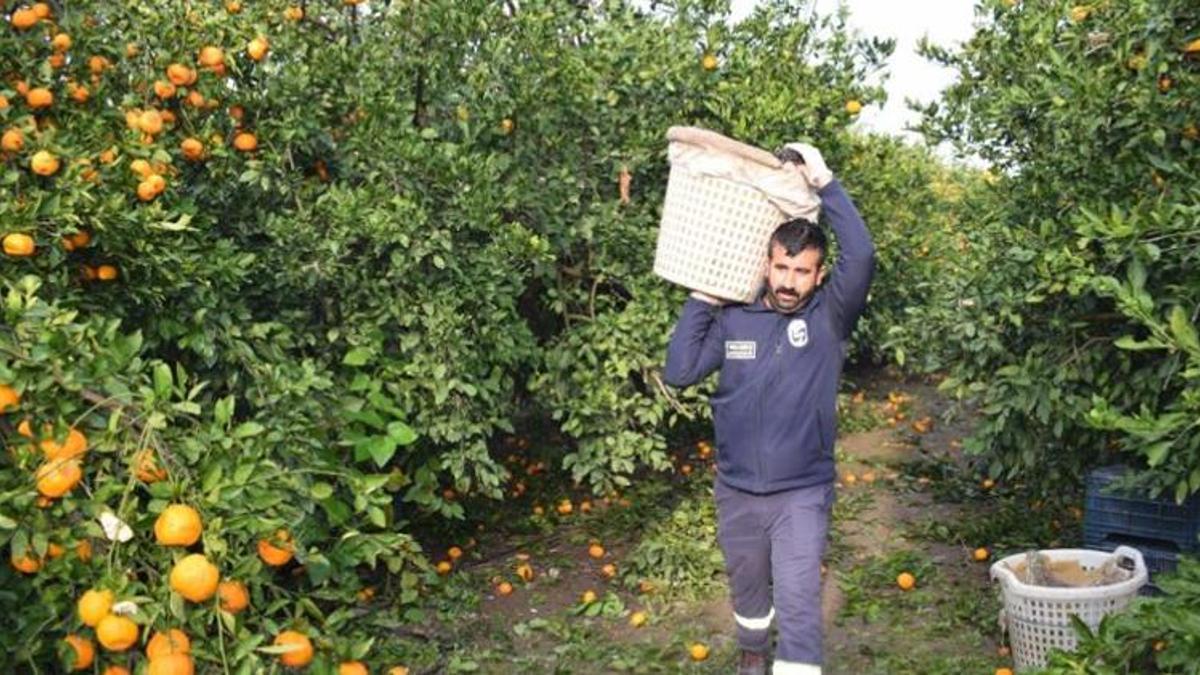 Tarlada fiyatı 2 liraya düştü, hepsi dalda kaldı! Toplanan ürünler herkese bedava dağıtıldı