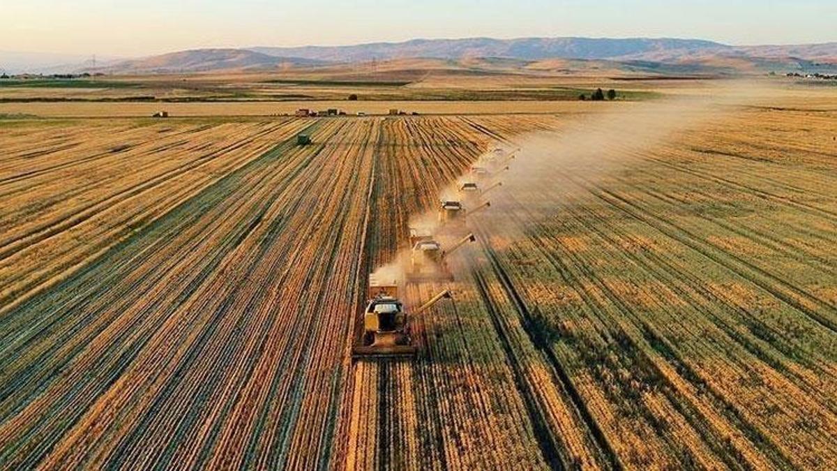 TMO’dan Şanlıurfa üreticisine büyük destek: Ödemeler başladı, SMS ile bilgilendirme yapılacak