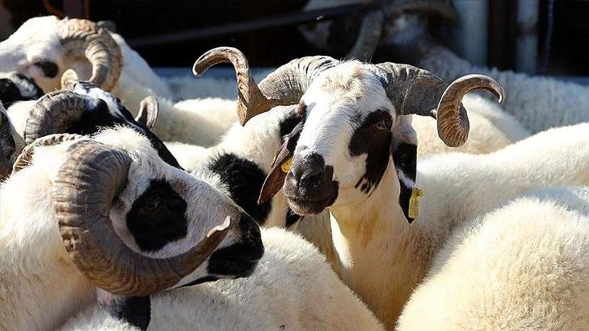 Şanlıurfa’da 185 TL’den koyun fırsatı!