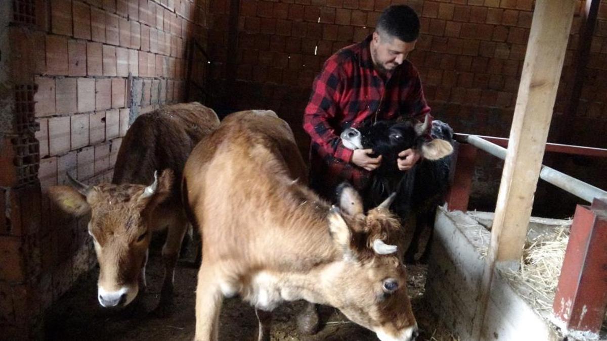 Almanya'dan Rize'ye köyüne döndü, çobanlık yapmaya başladı: 'Almanya'da robot olacağıma, memleketimde çoban olurum'