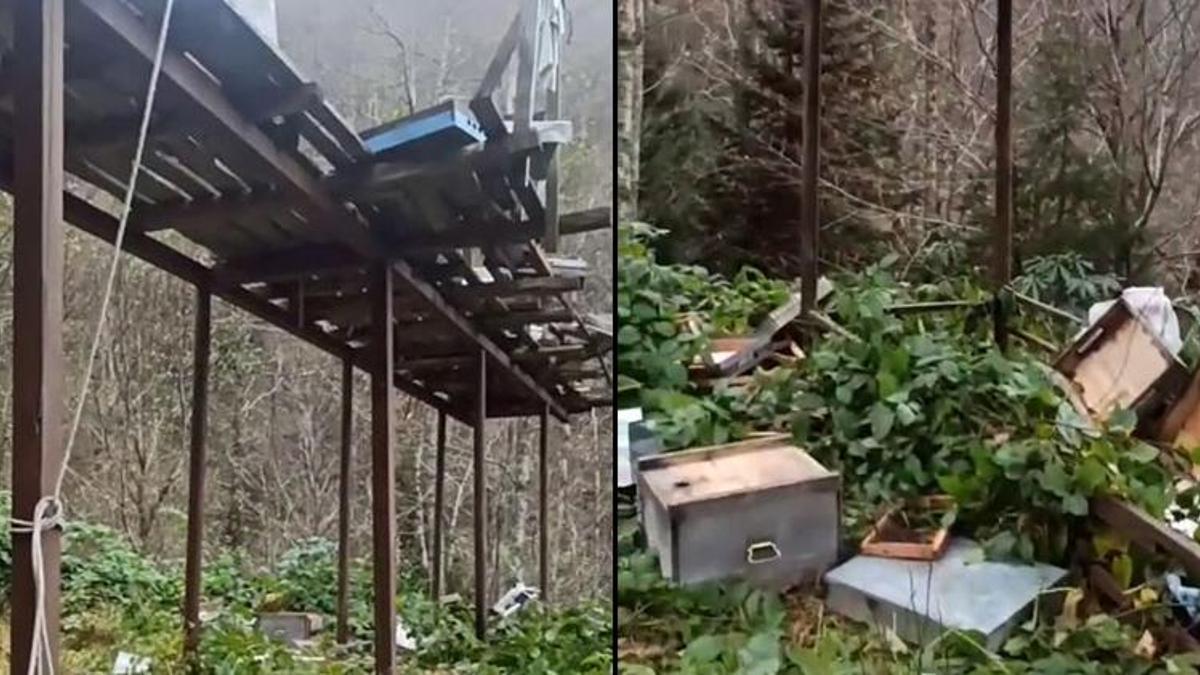 Rize’de ne yaptılarsa olmadı! Ayılar köye musallat oldu