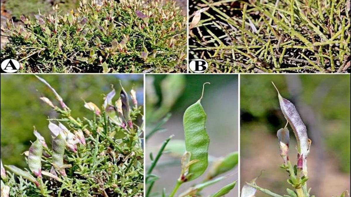 Karaman'ın tek keşfi oldu: Ermenek ilçesinin adı verildi! Yunanistan'daki arkadaşı örneğini buldu