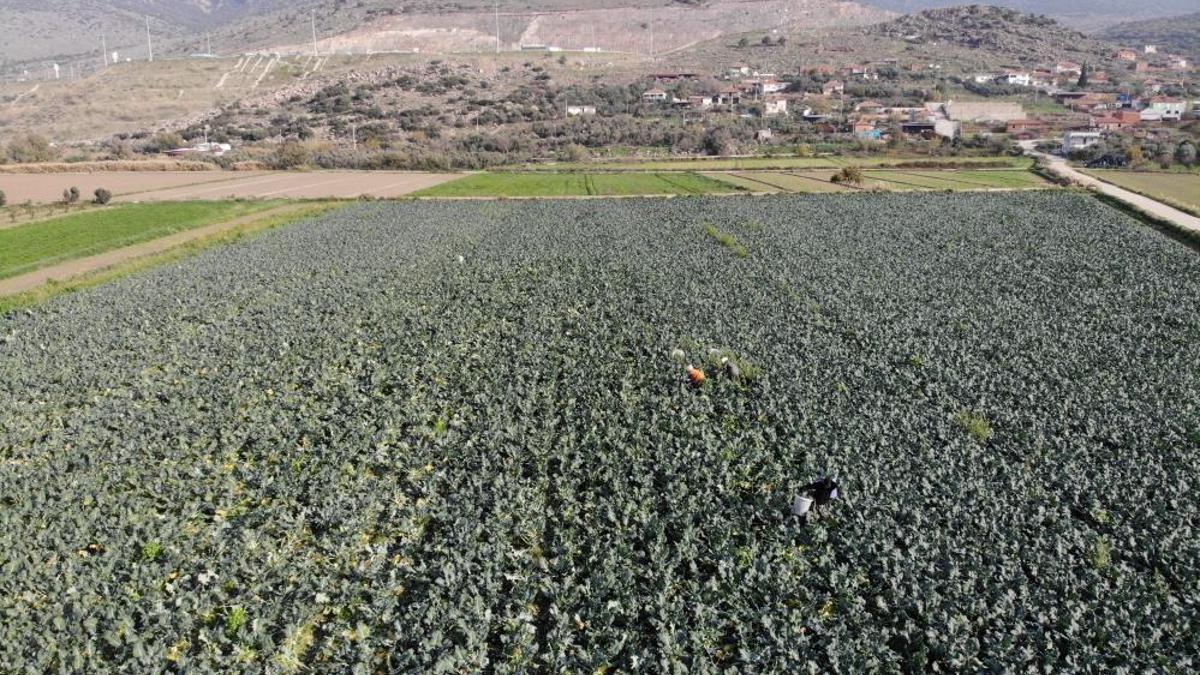 11 ay beklendi, hasat başladı! Üretimin yüzde 50'si İzmir'de: Fiyatını üçe katladı