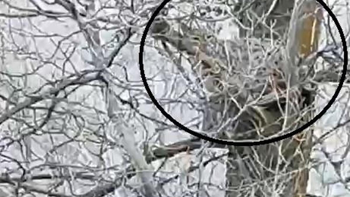 Nesli tehlike altında olan vaşak, ağaçta görüntülendi