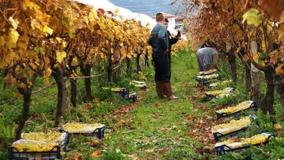 Türkiye'de en geç hasat burada! Tezgahlarda yerini aldı