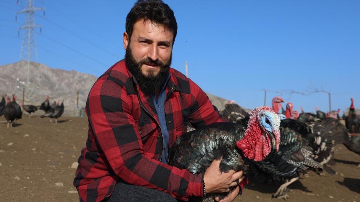 Yurtdışından dönüp, memleketine çiftlik kurdu! Şimdi para kazanmak için yılbaşını bekliyor