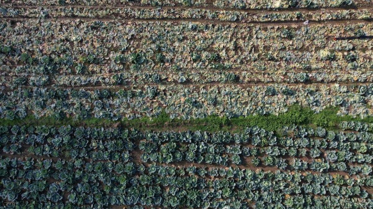 Turşusundan salatasına çorbasından sarmasına kadar her yerde kullanılıyor! Tarlada 40 lira tezgahlarda 200 lira