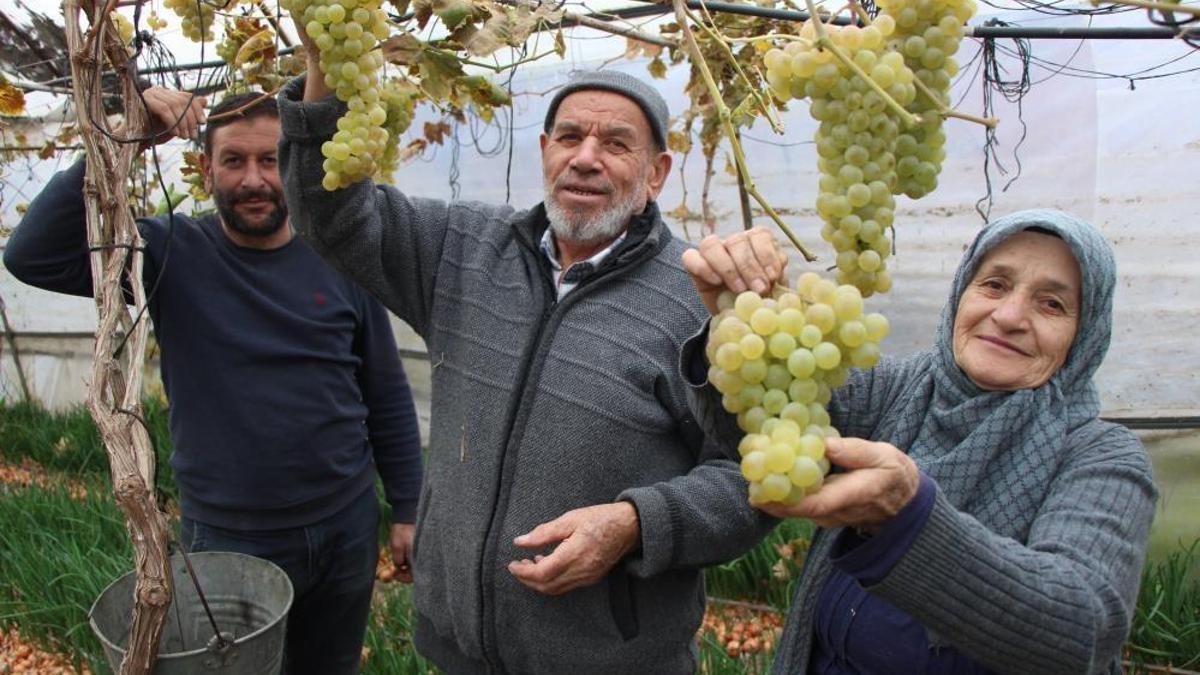 Amasya'da eşi bir söz söyledi, 75 yaşında sera kurdu! Hasat evinin önünde başladı