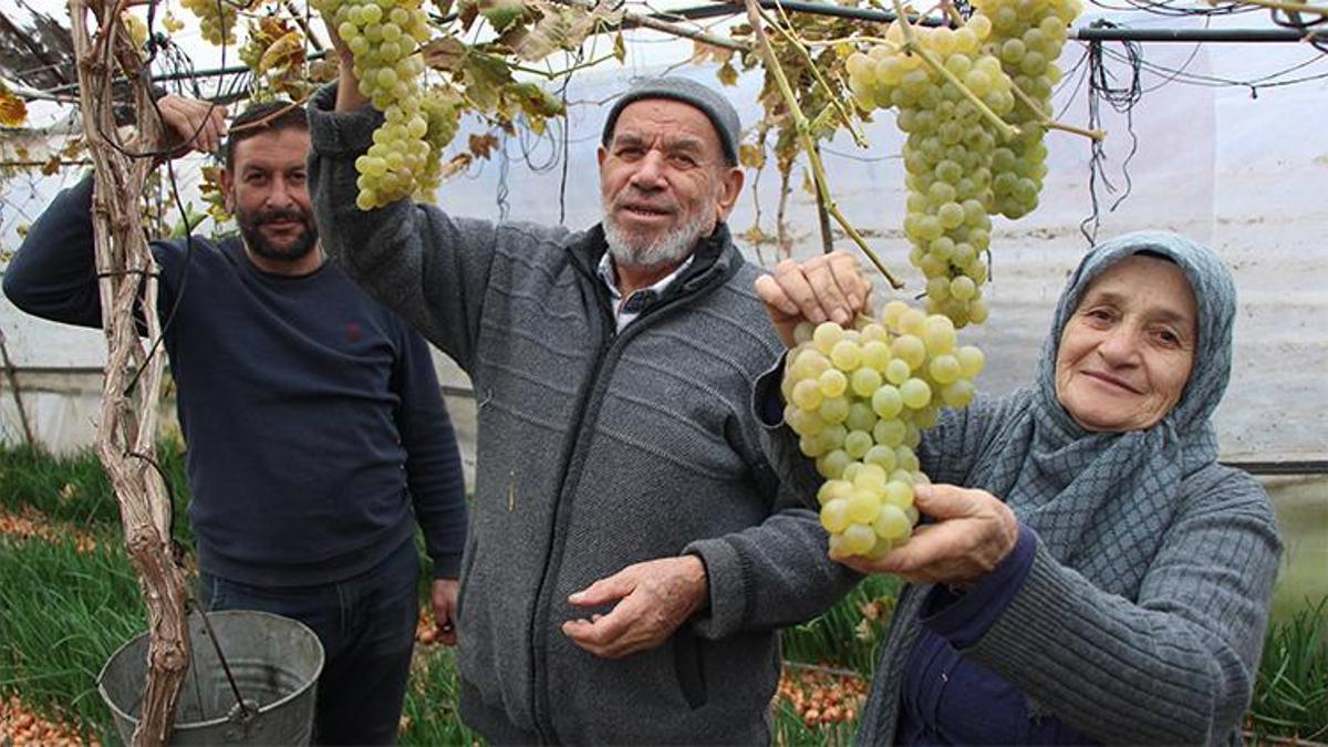 75 Yaşındaki Feruziye nine üzüm hasadına başladı! Kilosunu 100 liradan satıyor
