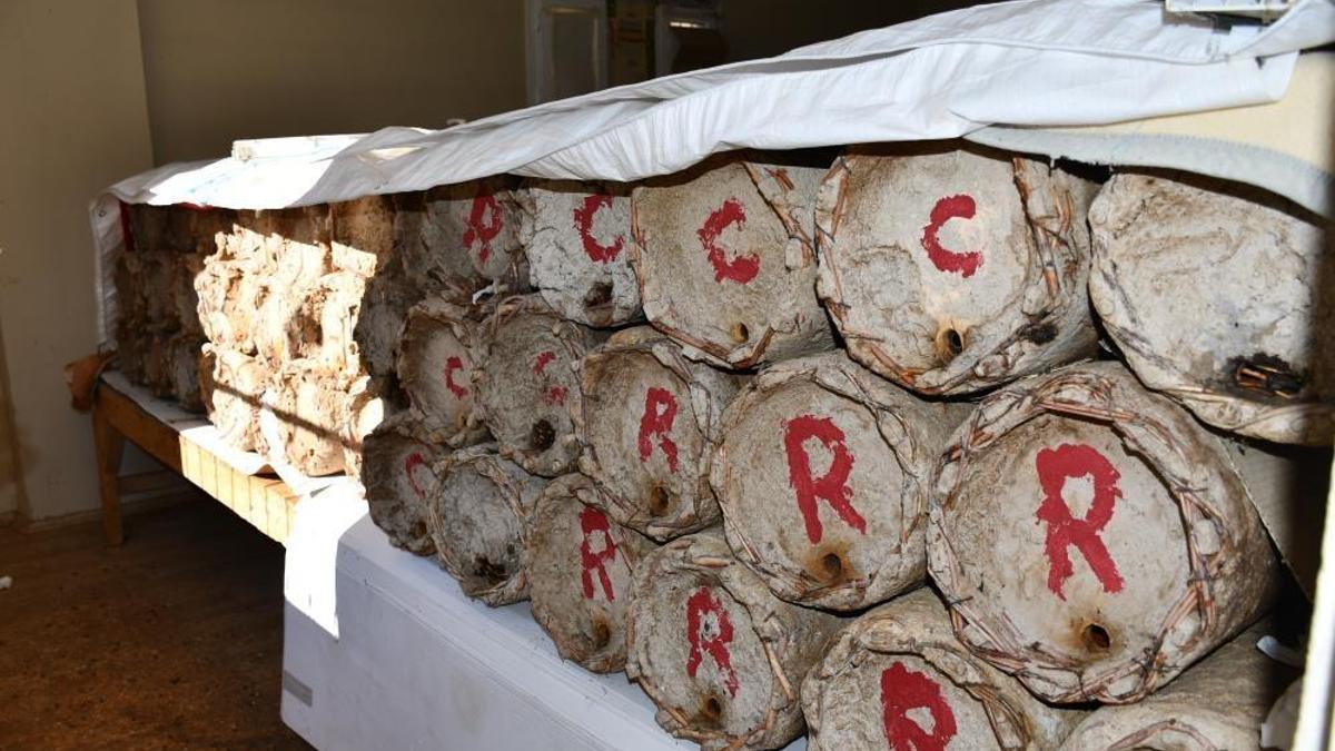 Şırnak'ta üretimde yeni yöntem! Misafir odasını onlara tahsis etti: Verim kat kat arttı