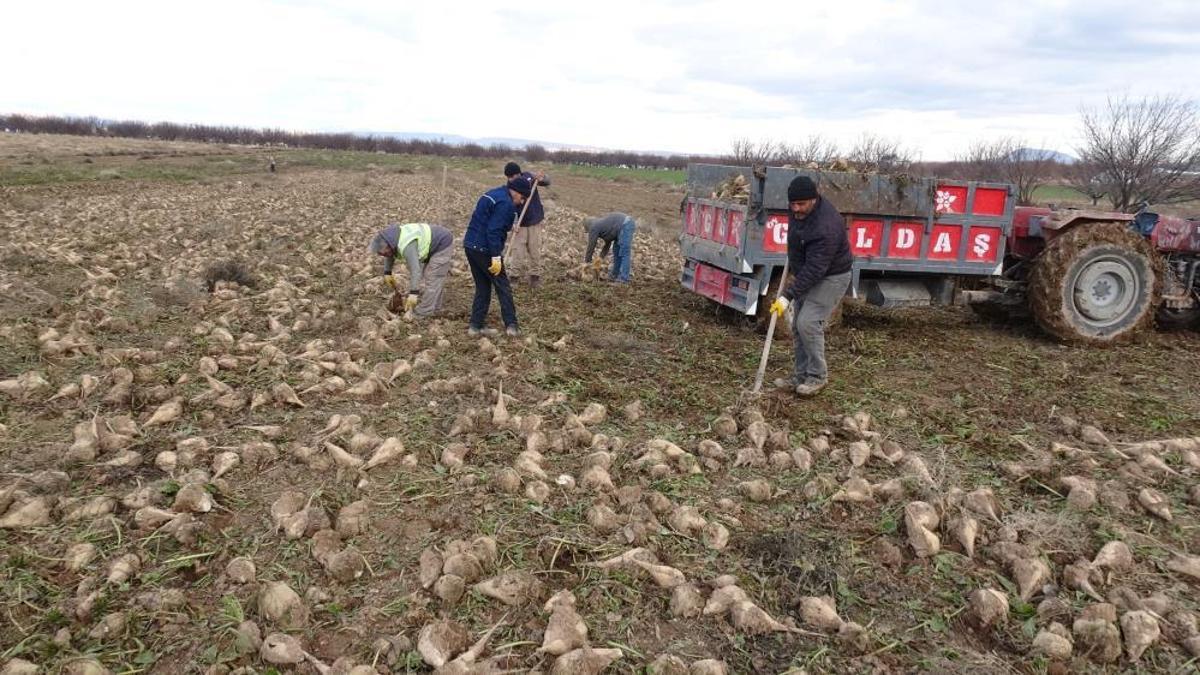 Şeker pancarında yüksek verim! Çiftçinin yüzünü güldürdü