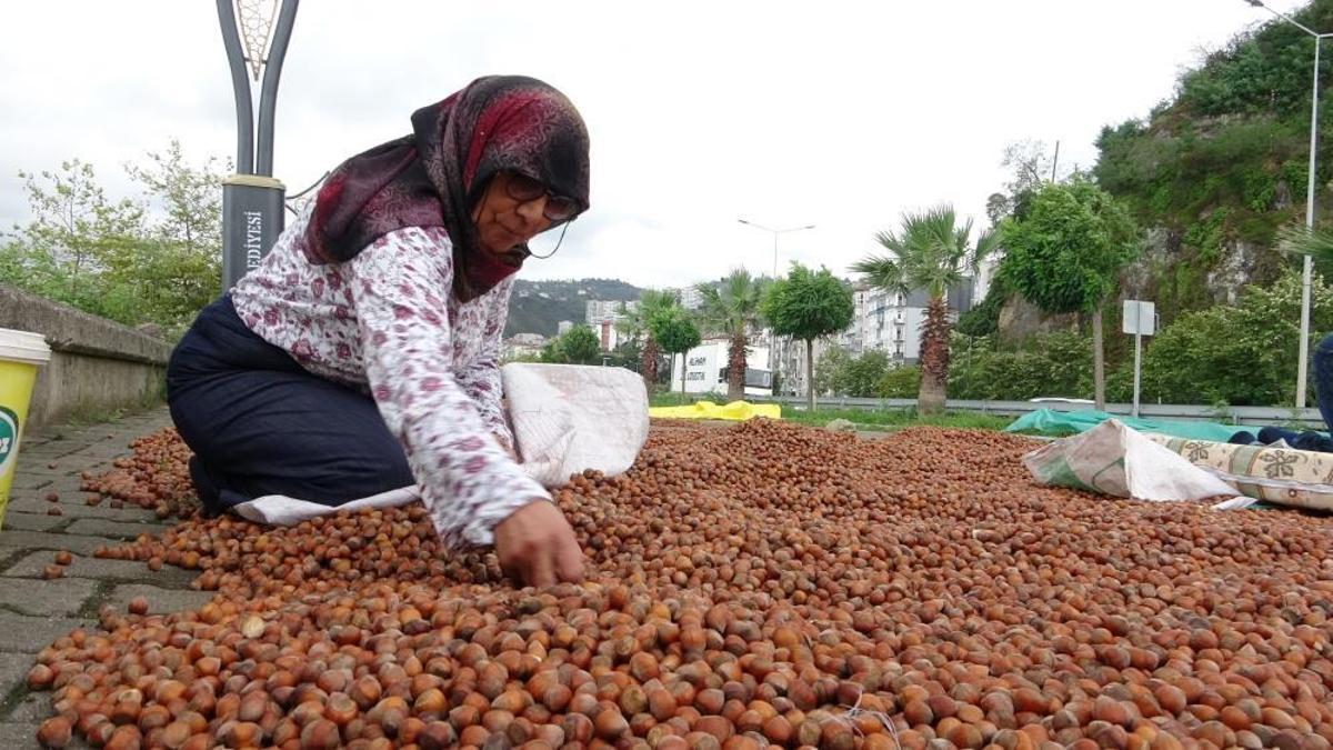 Fındık fiyatı 250 TL'ye geriledi, üretici umudunu yeni yıla bıraktı