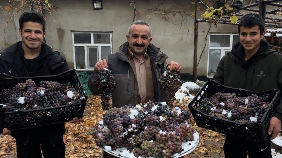 Hayrete düşüren üzüm! Kar altında yetişiyor, lezzetine doyun olmuyor