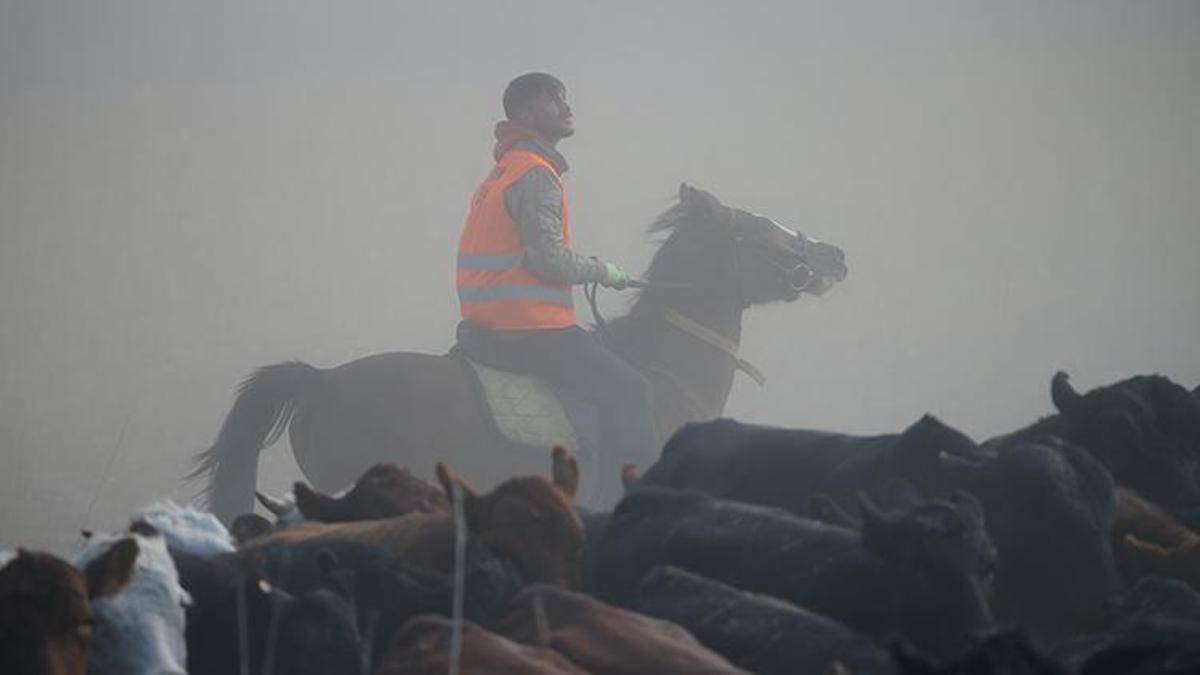 Ağrı Dağı'nın kovboyları görev başında! Yılkı atlarını eğitip tozu dumana katıyorlar