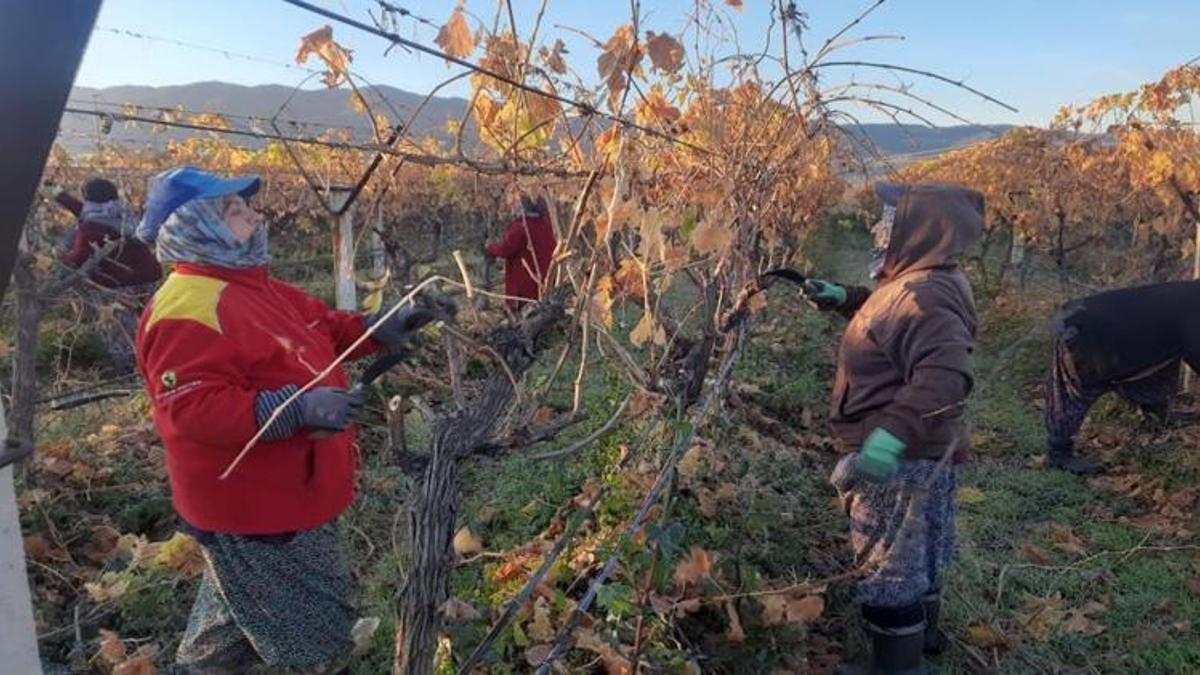 Verim düşünce yenileme başladı! Kadın tarım işçilerine yeni iş kapısı: 1500 lira yevmiye ile çalışıyor