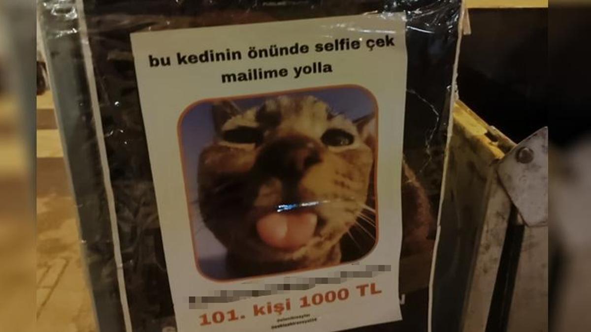 Tüm Eskişehir bu kediyi konuşuyor: Herkes fotoğraf çekilmek için sıraya giriyor, sebebi ise çok ilginç!