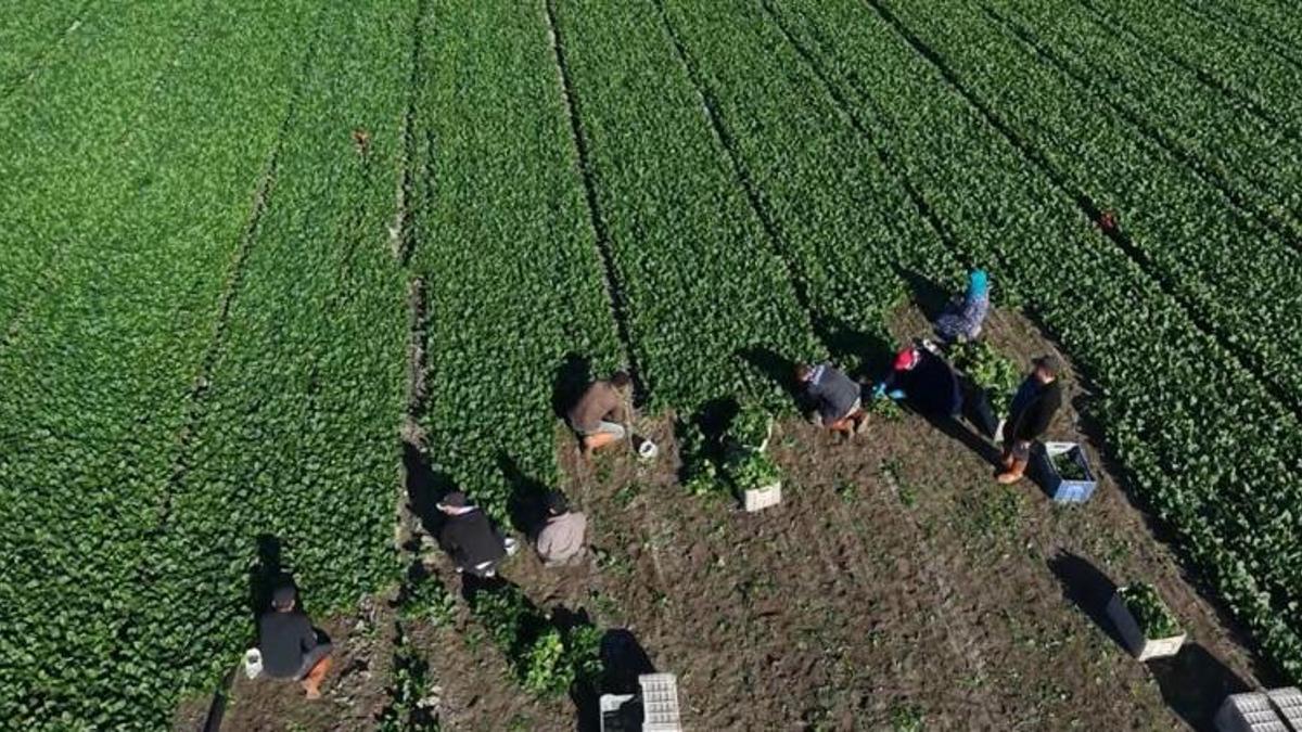 Osmaniye'de hasat başladı! Çiftçinin yüzü gülüyor: Hedef 3 bin ton rekolte