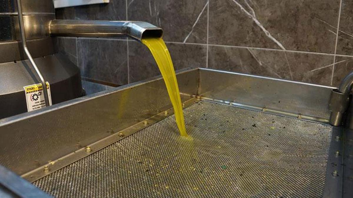 Zeytinyağı fiyatları açıklandı: Rekolte düştü, Tariş fiyat artırdı
