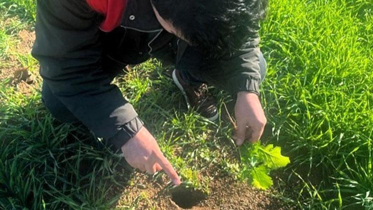 Kırklareli'nde tarla faresi alarmı! Hububat ekili …