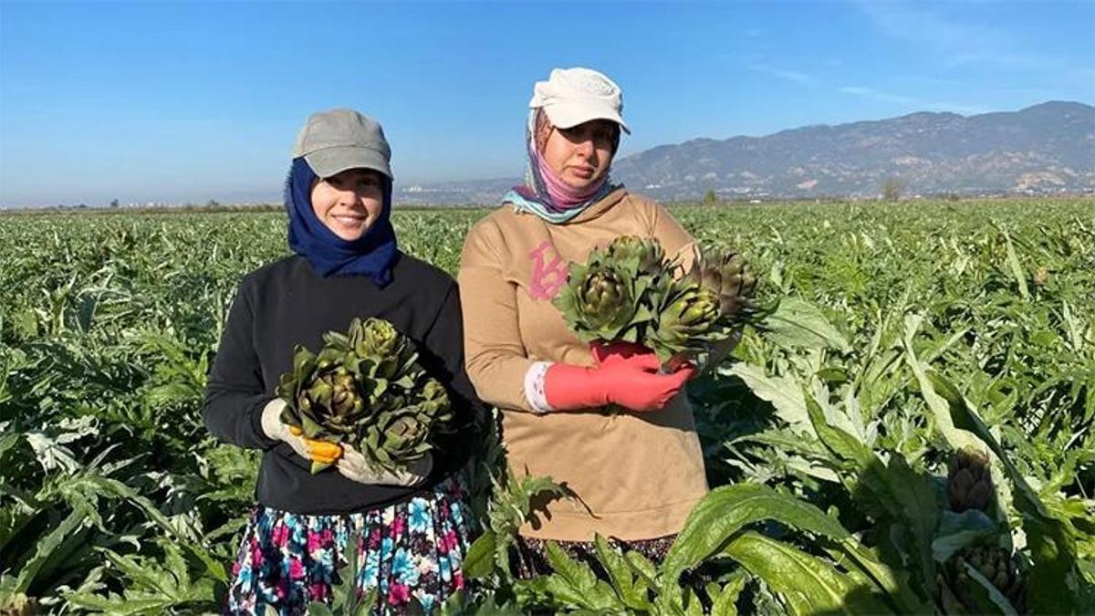 Aydın enginarı tarladan çıktı, sezon açıldı