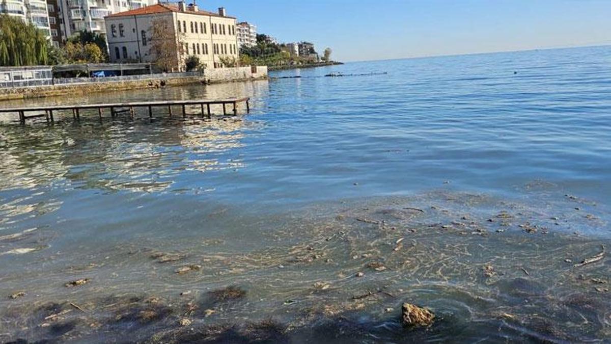 Sinop’ta vatandaşları endişelendiren görüntü! Deniz yüzeyinde ortaya çıktı