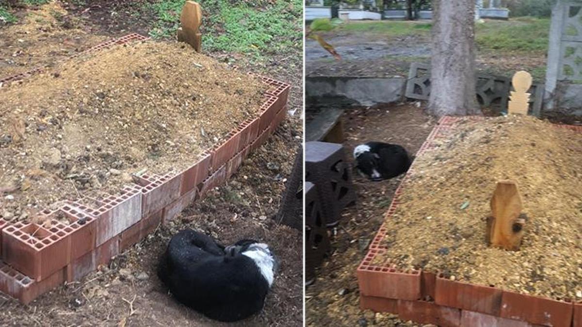 Görenleri duygulandıran olay! Vefalı köpek sahibinin mezarının başından ayrılmıyor