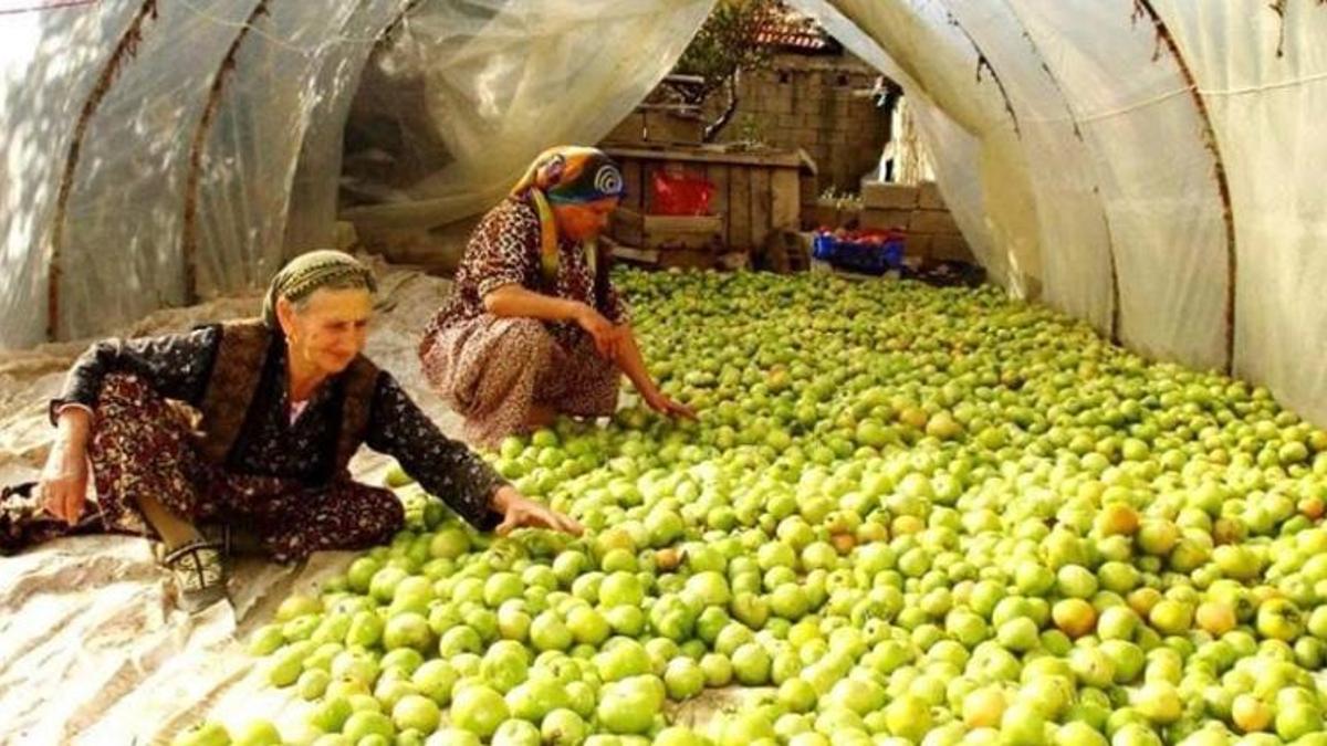 Kırağı tehlikesi hasadı hızlandırdı! Tarlalardan toplanan ürünler pazarda yok satıyor