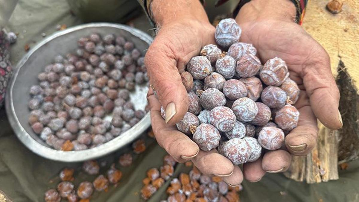 Torosların zirvesinden topluyorlar! Tam bir şifa deposu: 10 kilo üründen sadece 1 kilo çıkıyor