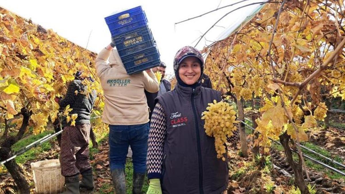Yeni yıl üzümleri kesilmeye başladı! Talep yağıyor…