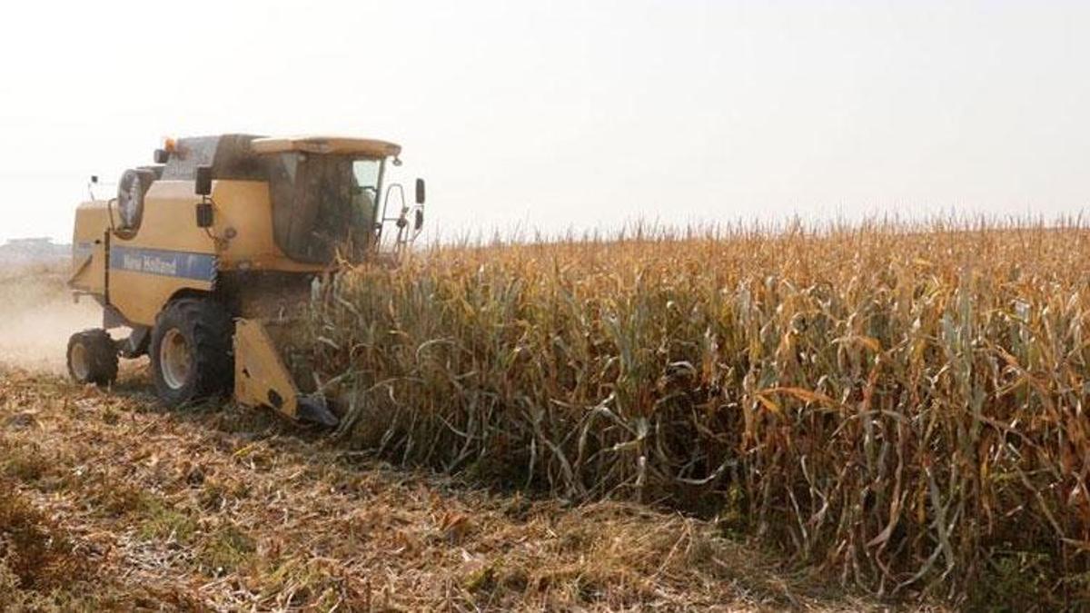 Şanlıurfa’da makineler ‘Sarı altın’ için çalışıyor: Aralık ayı sonuna kadar sürecek