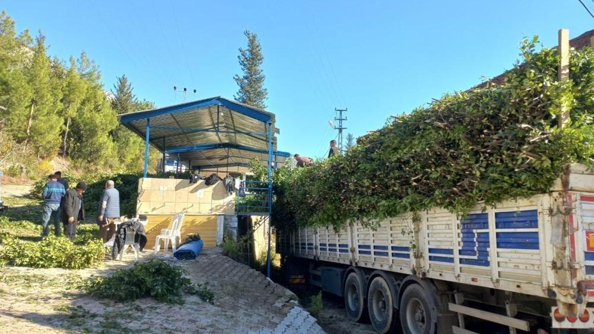 Antalya'da fiyatı köy meydanına belirlendi: Köylünün gelir kapısı, kendiliğinden yetişiyor!