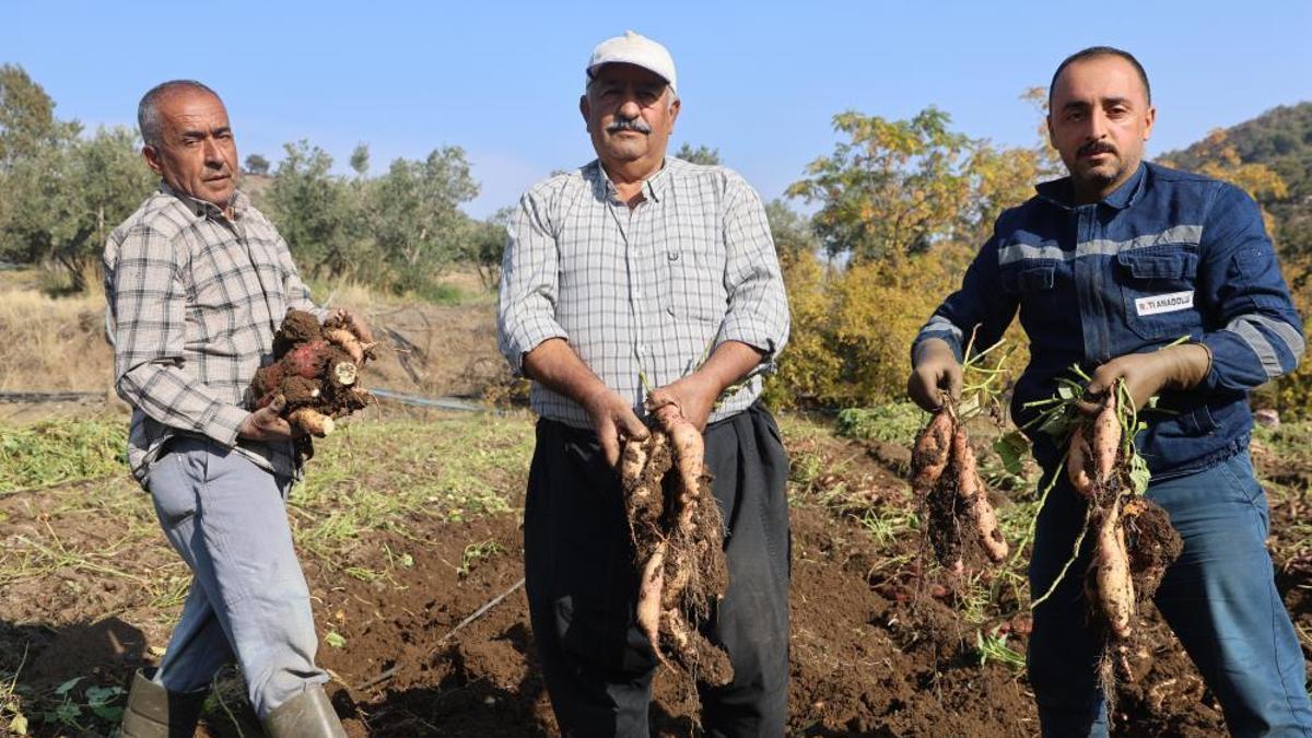 Kuraklık nedeniyle verim yarı yarıya düştü! Son hasat yapıldı, tezgaha gelene kadar fiyatı 30 liradan 70 liraya çıkıyor