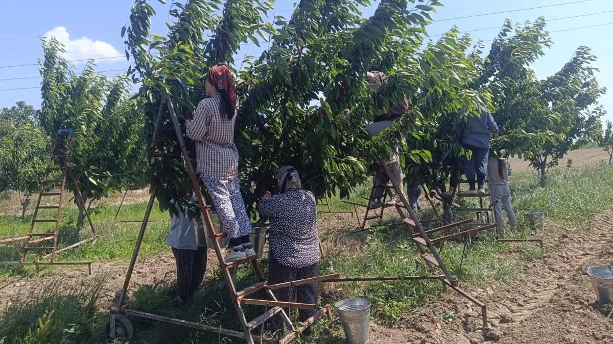 Edirne’den Avrupa’ya ihraç ediliyor! Bir yerli ürün daha coğrafi işaret tescili aldı