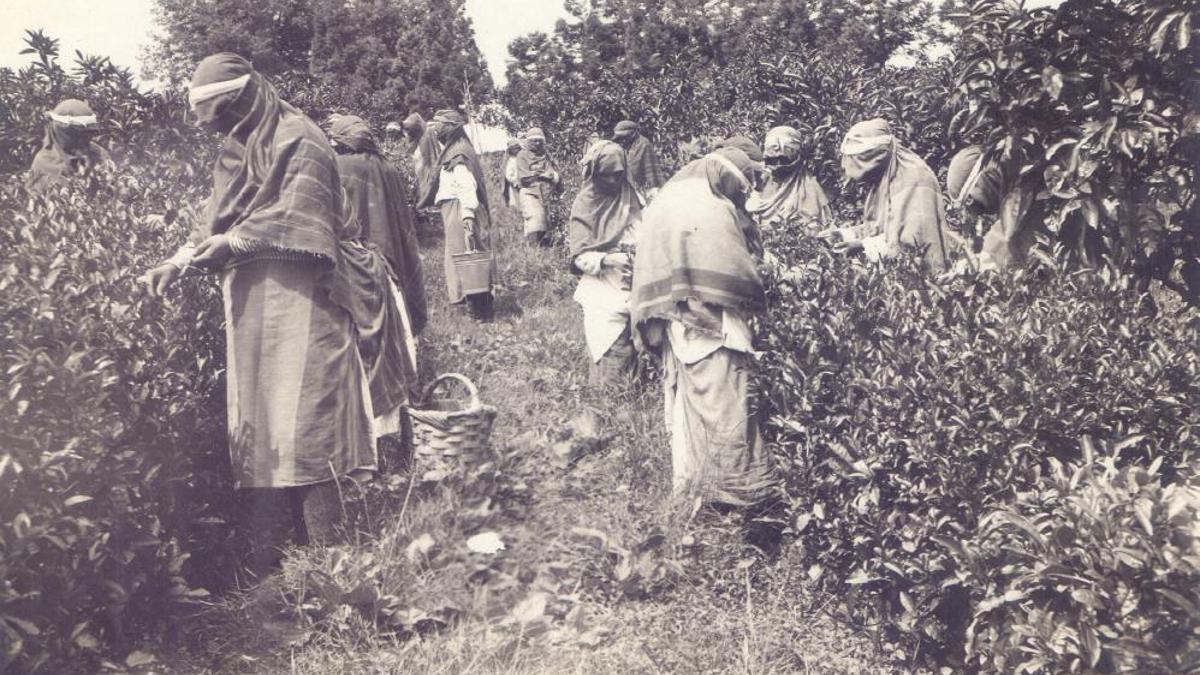 Rize'de kayıtlara geçti: İlk çay üretiminin tarihi…