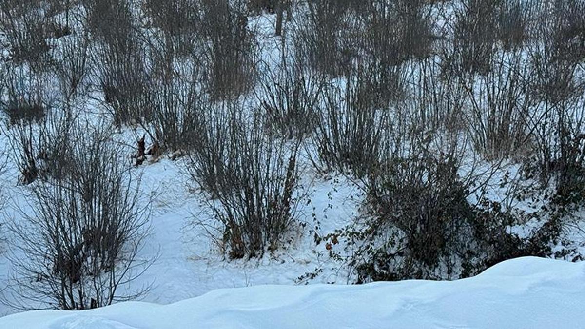 Ordu'da yağan kar fındık ağaçlarına şifa oldu! '500 ile 1000 saat arasında soğuklama dönemi gerekiyor'