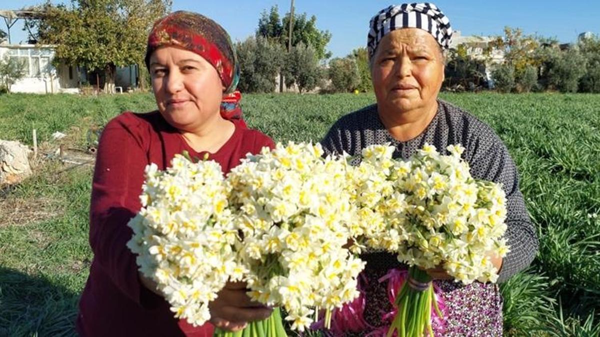 Mersin'de alternatif ürün olarak ekildi, üreticinin yeni gözdesi oldu! Siparişlere yetişemiyorlar