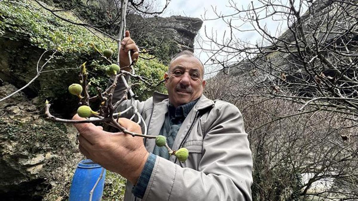 Görenler gözlerine inanamadı! Safranbolu'da aralık ayında incir ağacı meyve verdi