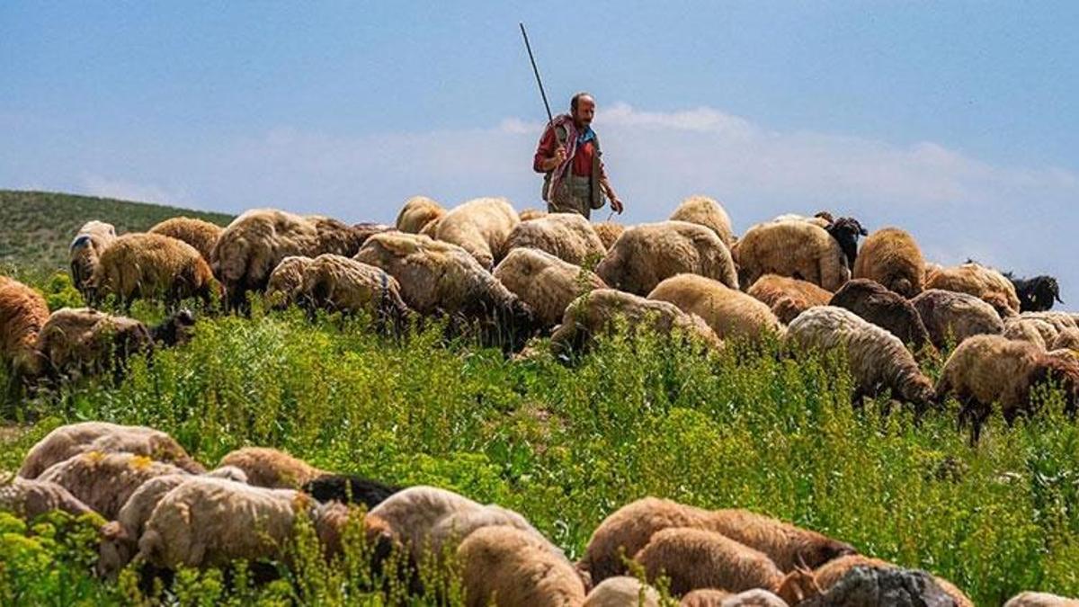 Şanlıurfa’da çoban alımı yapılacak! İşte detaylar…