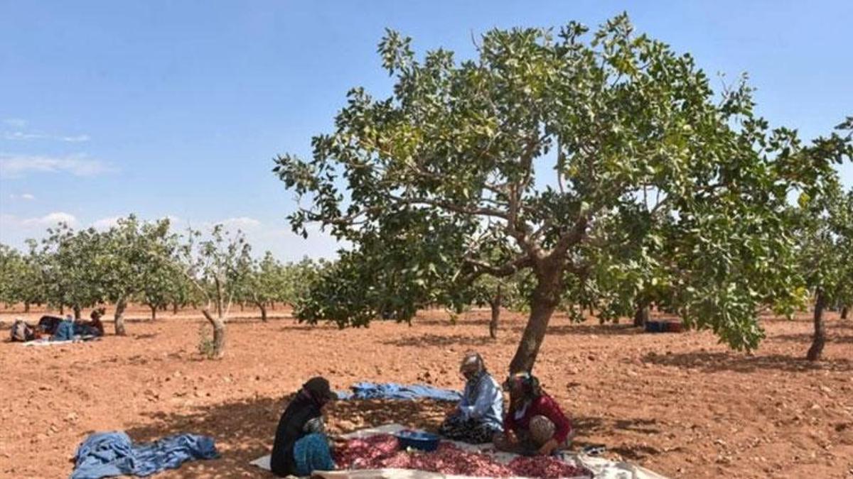 Şanlıurfa’da 689 bin TL’lik fıstık bahçesi!