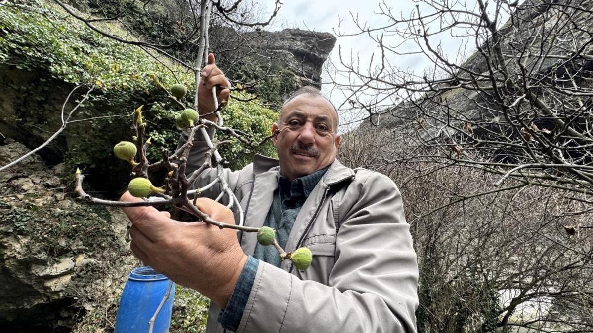 Ağaçların kafası karıştı! İncir ağacı Aralık ayında yeniden meyve verdi