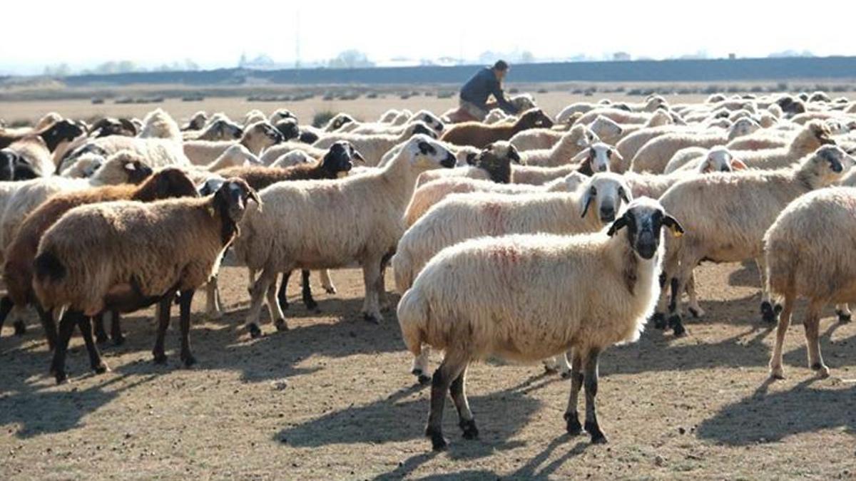 Erzincan'da Aralık ayının son günlerinde alışılmadık durum! Çiftçi için kar yoksa tasarruf var